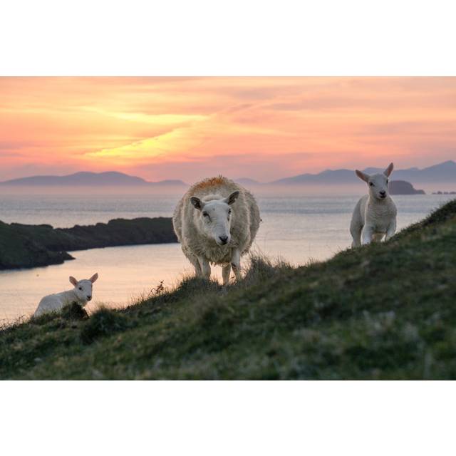 Geis Sheep and Two Lambs by Drepicter - Wrapped Canvas Photograph (20cm H x 30cm W x 3.8cm D)