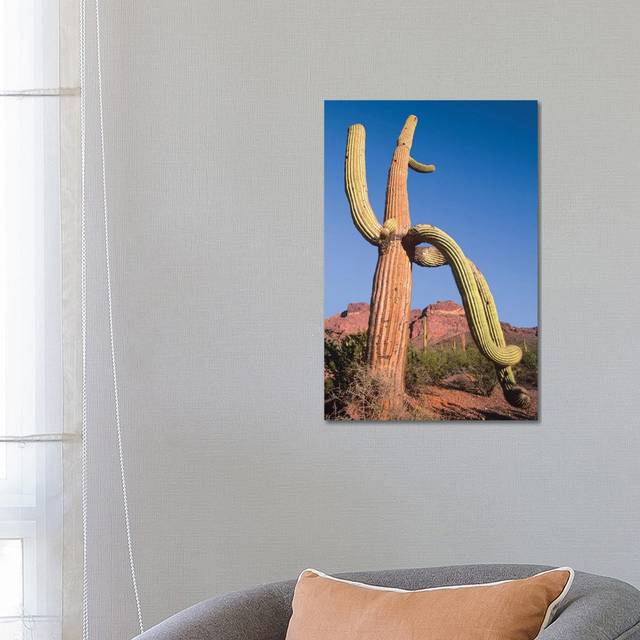 Saguaro and Ajo Mountains, Organ Pipe Cactus National Monument by Tim Fitzharris - Wrapped Canvas Photograph (66.04cm H x 45.72cm W x 1.91cm D)
