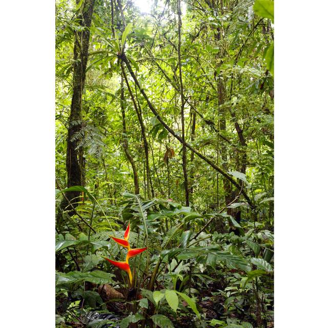 Red Heliconia Flowering In Tropical African Rainforest (46cm H x 30cm W x 3.8cm D)