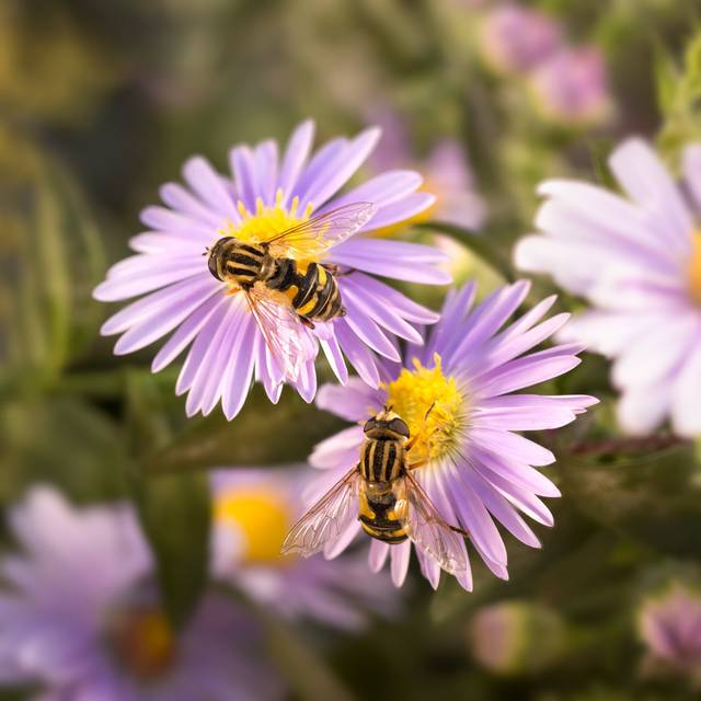 Baynard Flower Fly by Tenra - Print (122cm H x 122cm W x 3.8cm D)