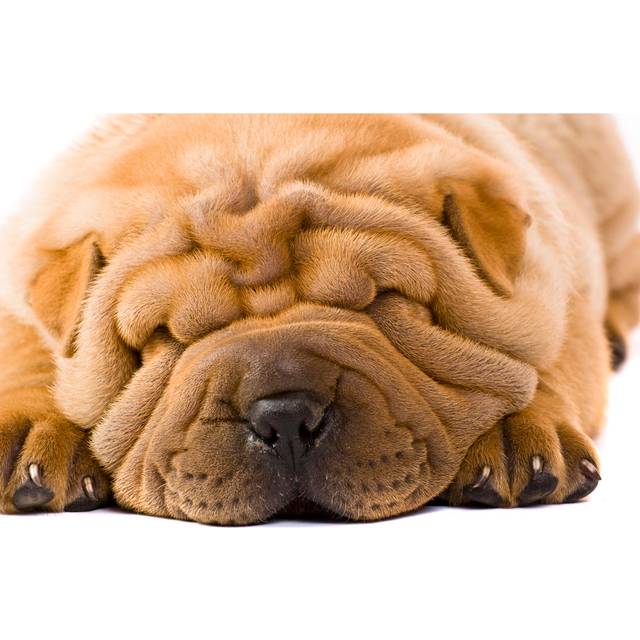 Tan Sharpei Dog by Remedios - Wrapped Canvas Photograph (20cm H x 30cm W)