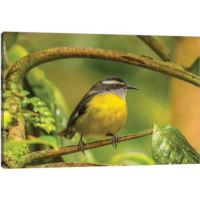 Costa Rica, Monte Verde Cloud Forest Reserve. Bananaquit Bird Close-up by Jaynes Gallery - Wrapped Canvas Photograph (30.48cm H x 45.72cm W x 1.91cm)