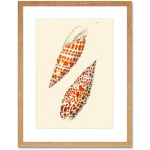 Wall Art Print Seashell Orange Spotted Conical Artwork Framed 9X7 Inch - Beige - W7 inch x H9 inch