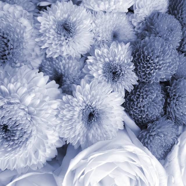 Woxall Dark Flowers, Condolences by Bofotolux - Wrapped Canvas Photograph (76cm H x 76cm W x 3.8cm D)