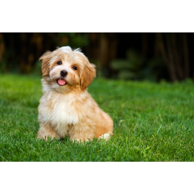 Happy Little Orange Havanese Puppy Is Sitting in the Grass by Dorottya_Mathe - Wrapped Canvas Photograph (81cm H x 122cm W)