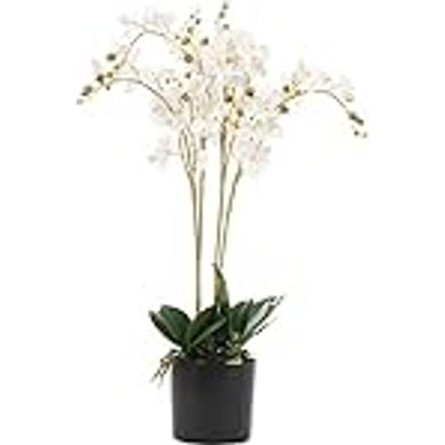 Orchids Floral Arrangement in Pot - White (60cm H X 40cm W X 40cm D)