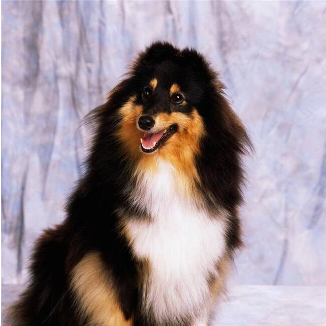 Shetland Sheepdog - Portrait of A Dog Poster Print by The Irish Image Collection, 24 x 24 - Large