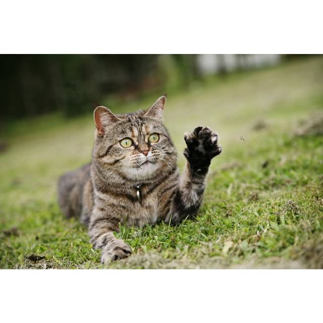 Cat with Her Paw Up by Sue Mack - Wrapped Canvas Photograph (50.8cm H x 76.2cm W)