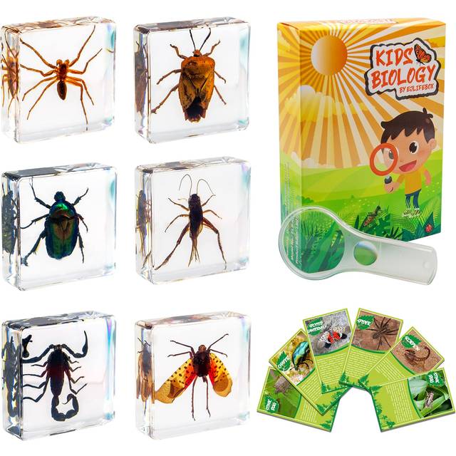 6 PCS Insect Specimen Set  Spider/Scorpion/Cricket/Flower Chafers/Stink Bug/Spotted Lanternfly Resin Collection Science Toys