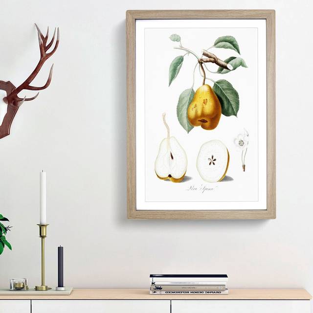 Orange Pear Tree by Giorgio Gallesio - Picture Frame Painting Print - Oak Framed (48cm H x 36cm W x 2cm D)