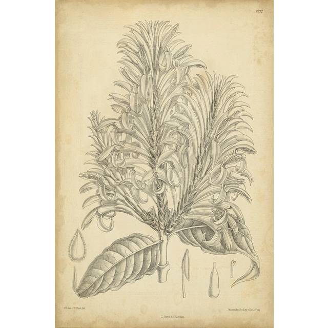 Vintage Curtis Botanical V by Curtis - Wrapped Canvas Art Prints (46cm H x 30cm W x 3.8cm D)