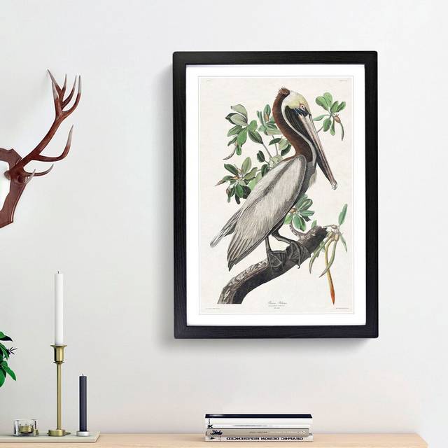 Brown Pelican by John Audubon - Picture Frame Graphic Art Print - Black Framed (36cm H x 27cm W x 2cm D)