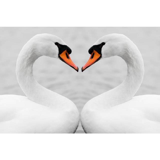 Love of Swans by Baiajaku - Wrapped Canvas Photograph (20cm H x 30cm W x 3.8cm D)