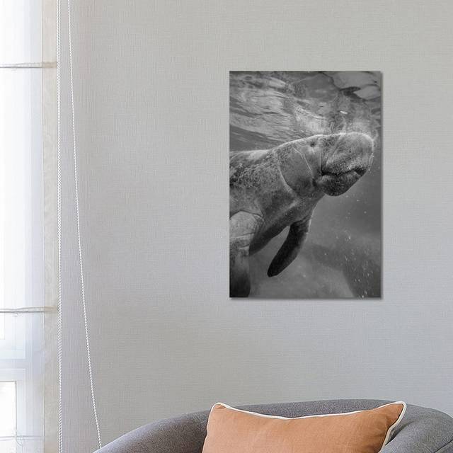 West Indian Manatee surfacing, Crystal River, Florida by Tim Fitzharris - Wrapped Canvas Photograph (66.04 cm H x 45.72 cm W x 3.175 cm D)