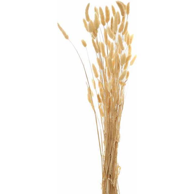 Hill Interiors - Bouquet of Tall Bunny Tails Artificial Plant - L18 x W18 x H76 cm - White