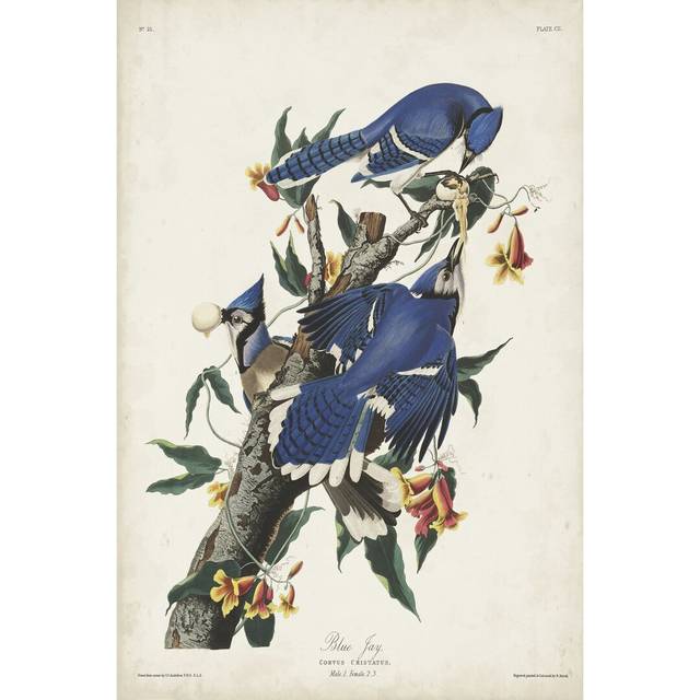 Pl 102 Blue Jay by John Audubon - Wrapped Canvas Painting Print (46cm H x 30cm W)
