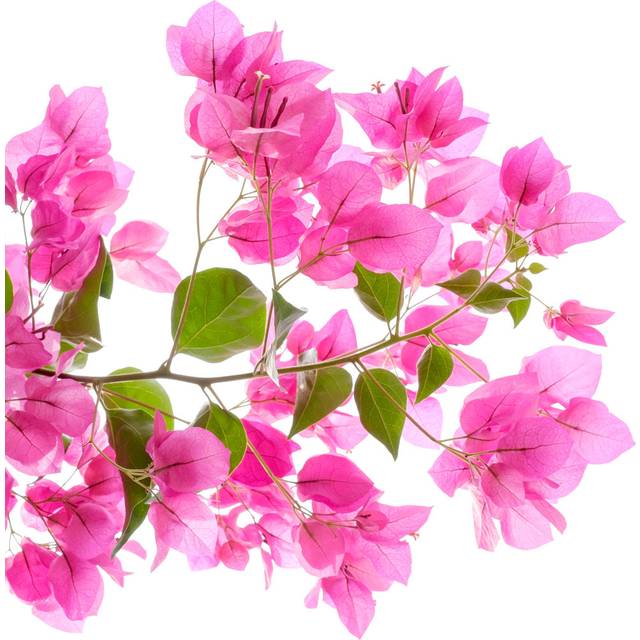 Pink Bougainvilleas On White Background Isolated. (51cm H x 51cm W x 3.8cm D)