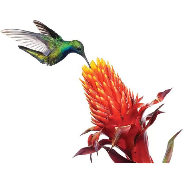 Black-Throated Mango Hummingbird Feeding on Flower Nectar, Argentina by Agustin Esmoris - Wrapped Canvas Graphic Art (20.32cm H x 30.48cm W x 1.91cm D)