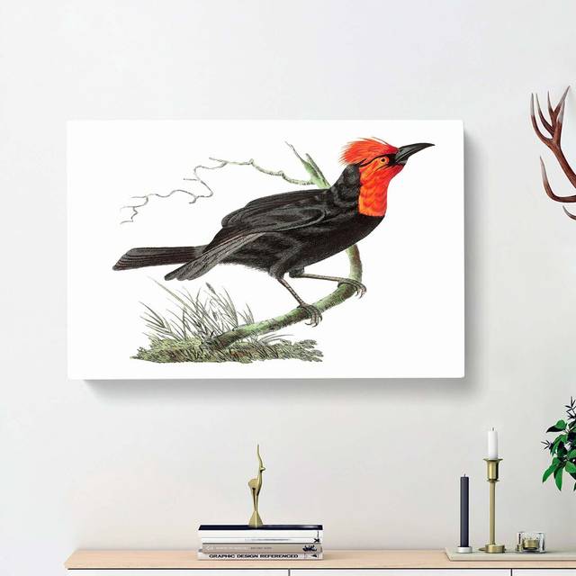 Black Tanager Bird by George Shaw - Wrapped Canvas Painting Print (40cm H x 60cm W x 3cm D)