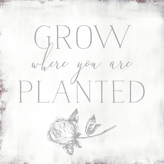 Grow Where You Plant Peony (76cm H x 76cm W x 3.8cm D)