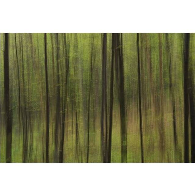 Abstract of A Forest with Green Tree Trunks - Ontario Canada Poster Print by Julie DeRoche, 20 x 13