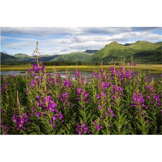 Scenic View of Kodiak Island with Fireweed in The Foreground Southwest Alaska Summer Poster Print by Marion Owen, 19 x 12