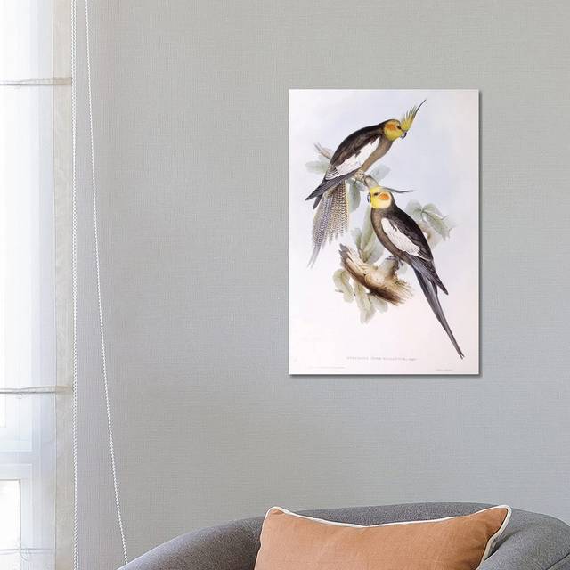 Cockatiel, Engraving by John Gould - Wrapped Canvas Painting (66.04 cm H x 45.72 cm W x 1.91 cm D)