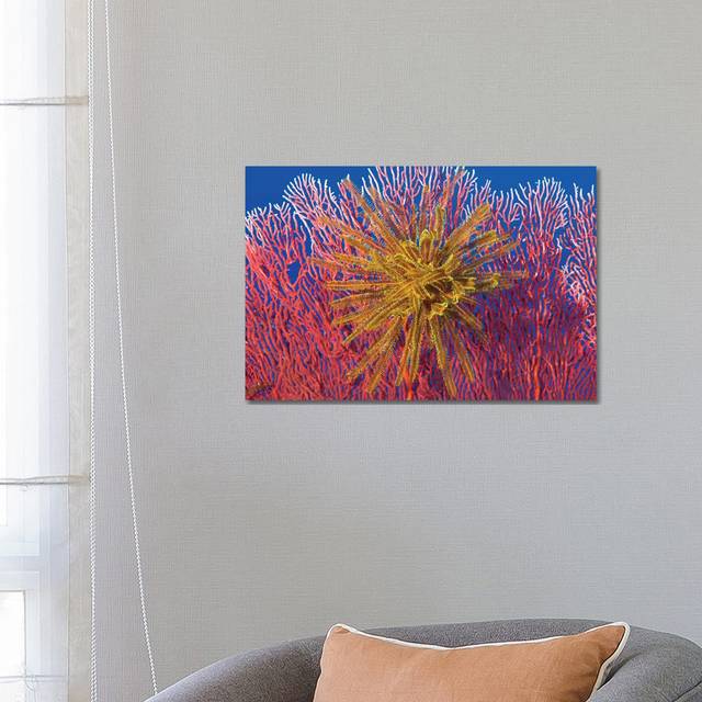 Yellow Feather Star on Red Sea Fan by Steve Jones - Wrapped Canvas Photograph (45.72cm H x 66.04cm W x 1.91cm D)