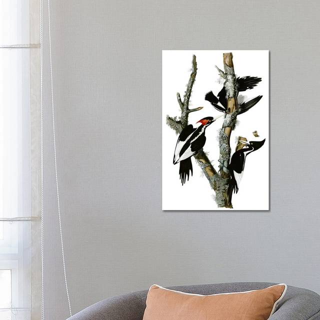 Ivory-Billed Woodpecker, 1829 by John James Audubon - Wrapped Canvas Graphic Art (66.04 cm H x 45.72 cm W x 3.175 cm D)