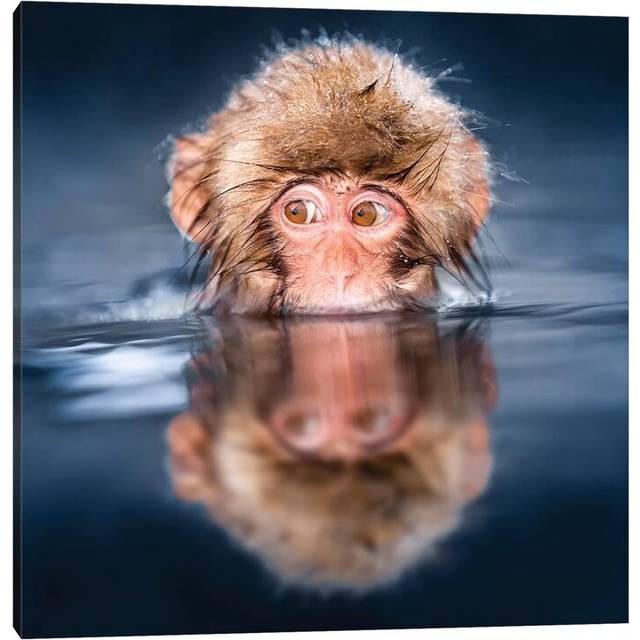 Young Japanese Macaque Taking a Bath in a Hot Spring by Jan Becke - Wrapped Canvas Art Prints (45.72 cm H x 45.72 cm W)