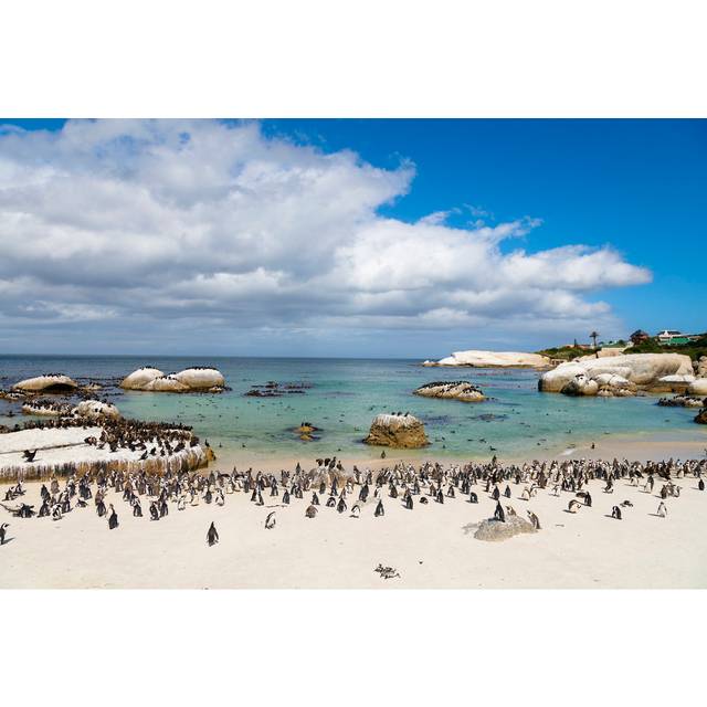 African penguins - Blue (20cm H x 30cm W)