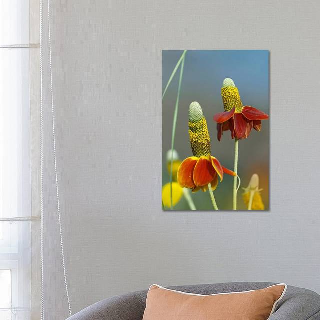 Mexican Hat Flowers in Bloom, North America by Tim Fitzharris - Wrapped Canvas Photograph (66.04 cm H x 45.72 cm W x 3.175 cm D)