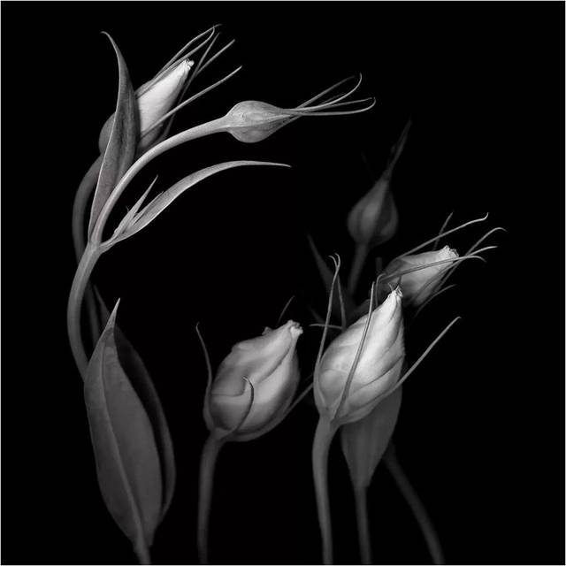 Lisianthus IV, B&W by Magda Indigo - Wrapped Canvas Graphic Art (45.72cm H x 45.72cm W x 3.81cm D)