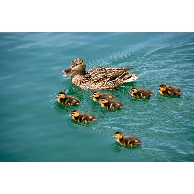 Mallard duck with chicks - Brown;Green (20cm H x 30cm W)