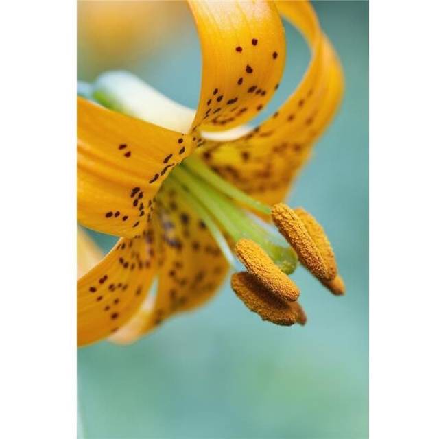 Oregon, United States of America - A Lily On Mount Hood Poster Print, 12 x 19
