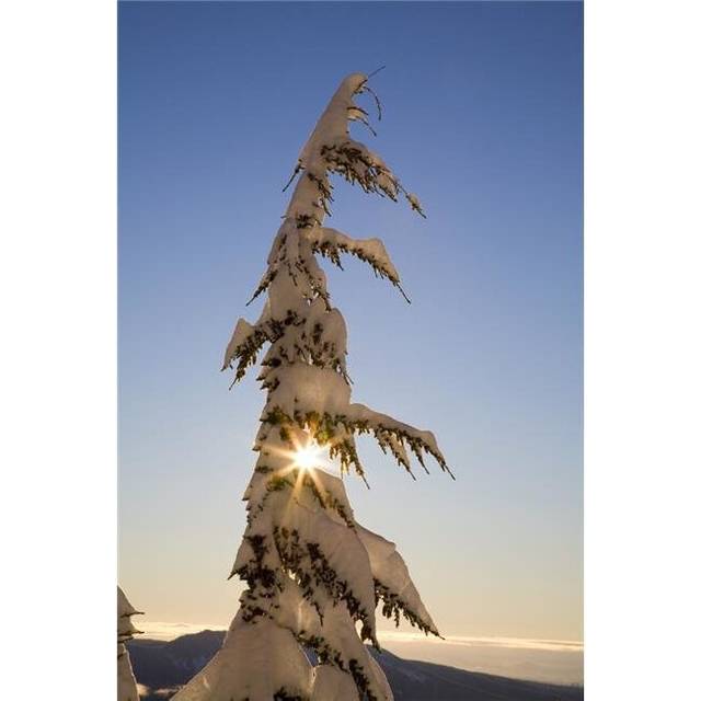 Sunlight Through Snow-Covered Tree Cascades Mountains Oregon United States of America Poster Print by Craig Tuttle, 22 x 34 - Large