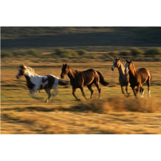 Wild Horses Running Together Poster Print by Natural Selection Craig Tuttle, 18 x 12