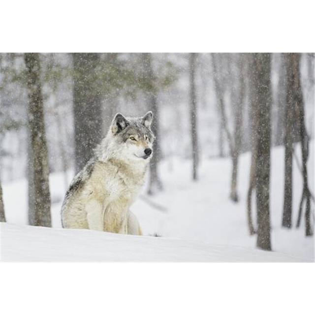 A Wolf Sitting in a Snowfall in a Forest Poster Print by Dominic Marcoux, 18 x 12