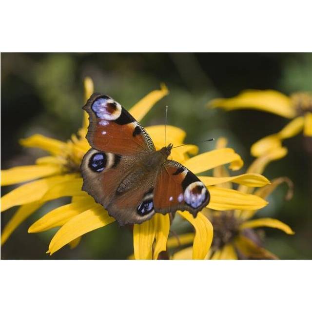 Butterfly Lepidoptera Poster Print, 18 x 12