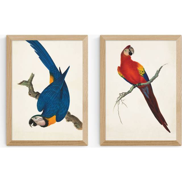 EAST END PRINTS Natural History Museum 'Parrots' Framed Print, Set of 2