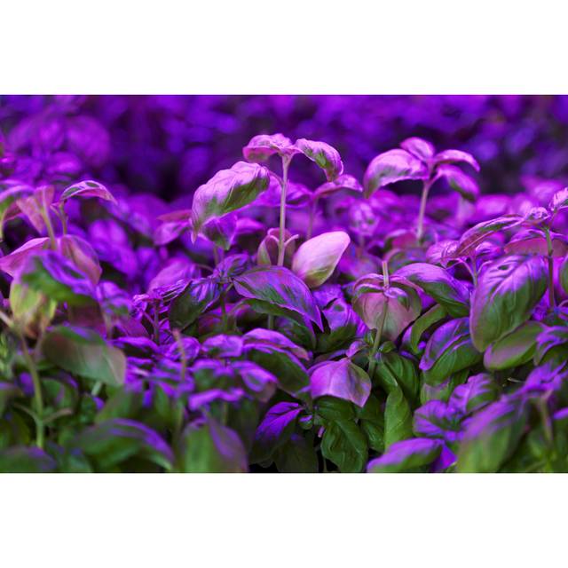 Greenhouse Basil by Lya_Cattel - Wrapped Canvas Art Prints - Black;Green;Purple (51cm H x 76cm W)