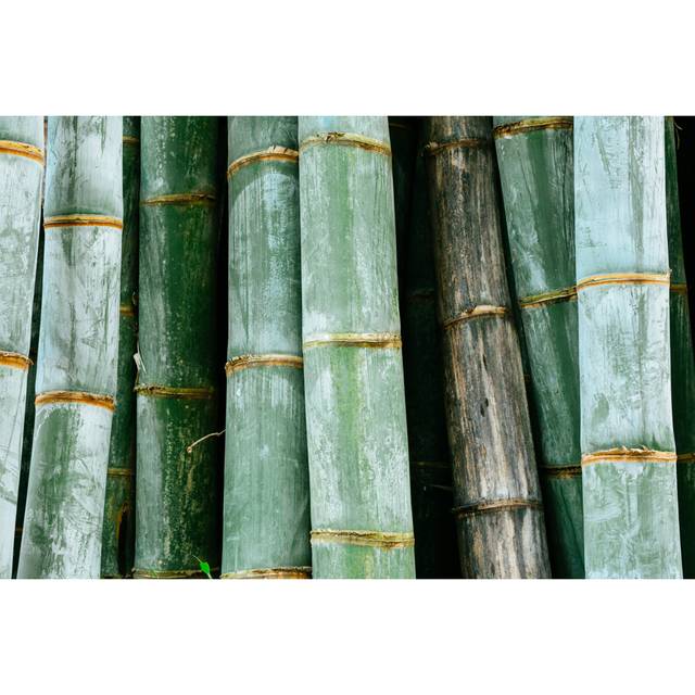 Bamboo Stems by Danilovi - Wrapped Canvas Art Prints - Brown;Green (81cm H x 122cm W)