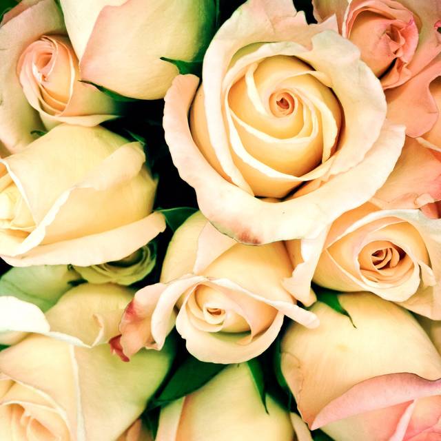 Full Frame Rose Bouquet by Travelif - Wrapped Canvas Art Prints - Green;Yellow;Pink (122cm H x 122cm W)