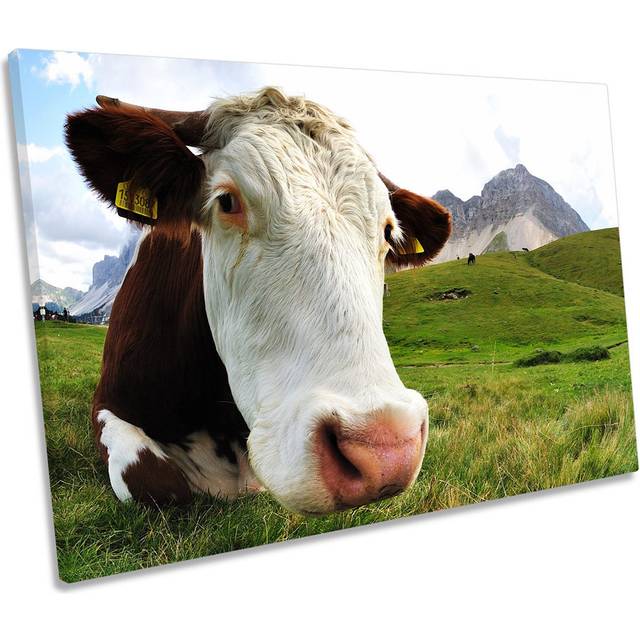 Highland Cow - Wrapped Canvas Photograph (50.8cm H x 76.2cm W)