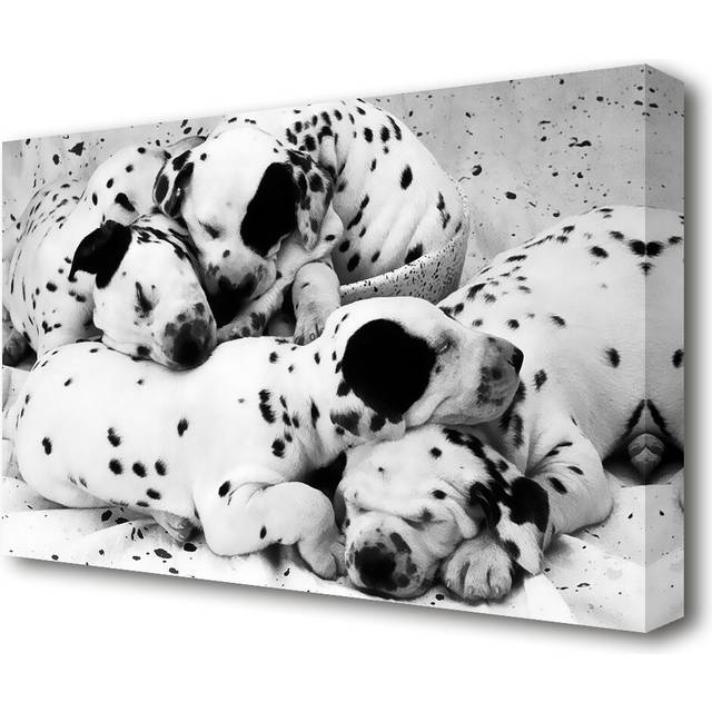 Dalmatian Puppies in Dreamland Wildlife - Wrapped Canvas Photograph Print (50.8 cm H x 81.3 cm W)