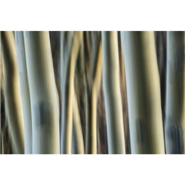 Artistic View of Aspen Trees Using A Vertical Panning Technique - Carcross Yukon Canada Poster Print by Robert Postma, 38 x 24 - Large