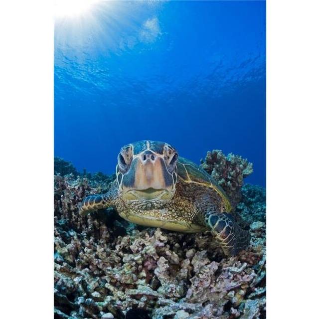 Green Sea Turtle Chelonia Mydas An Endangered Species - Maui Hawaii United States of America Poster Print - 24 x 38 in. - Large