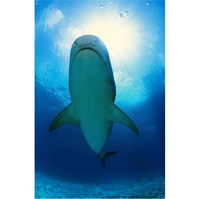 Tiger Shark Poster Print by Carson Ganci, 22 x 34 - Large