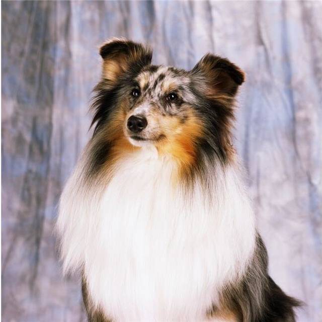 Shetland Sheepdog - Portrait of A Dog Poster Print by The Irish Image Collection, 15 x 15