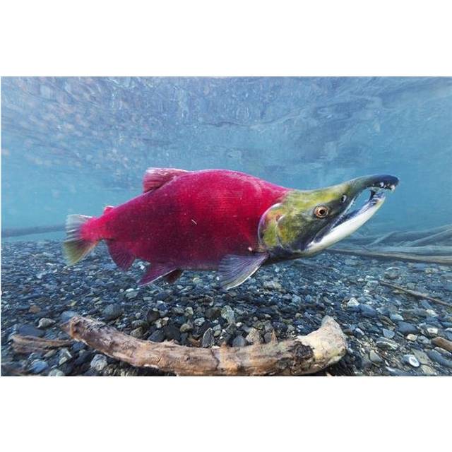 Underwater View of A Male Sockeye Salmon in Power Creek Near Cordova South Central Alaska Poster Print - 38 x 24 in. - Large